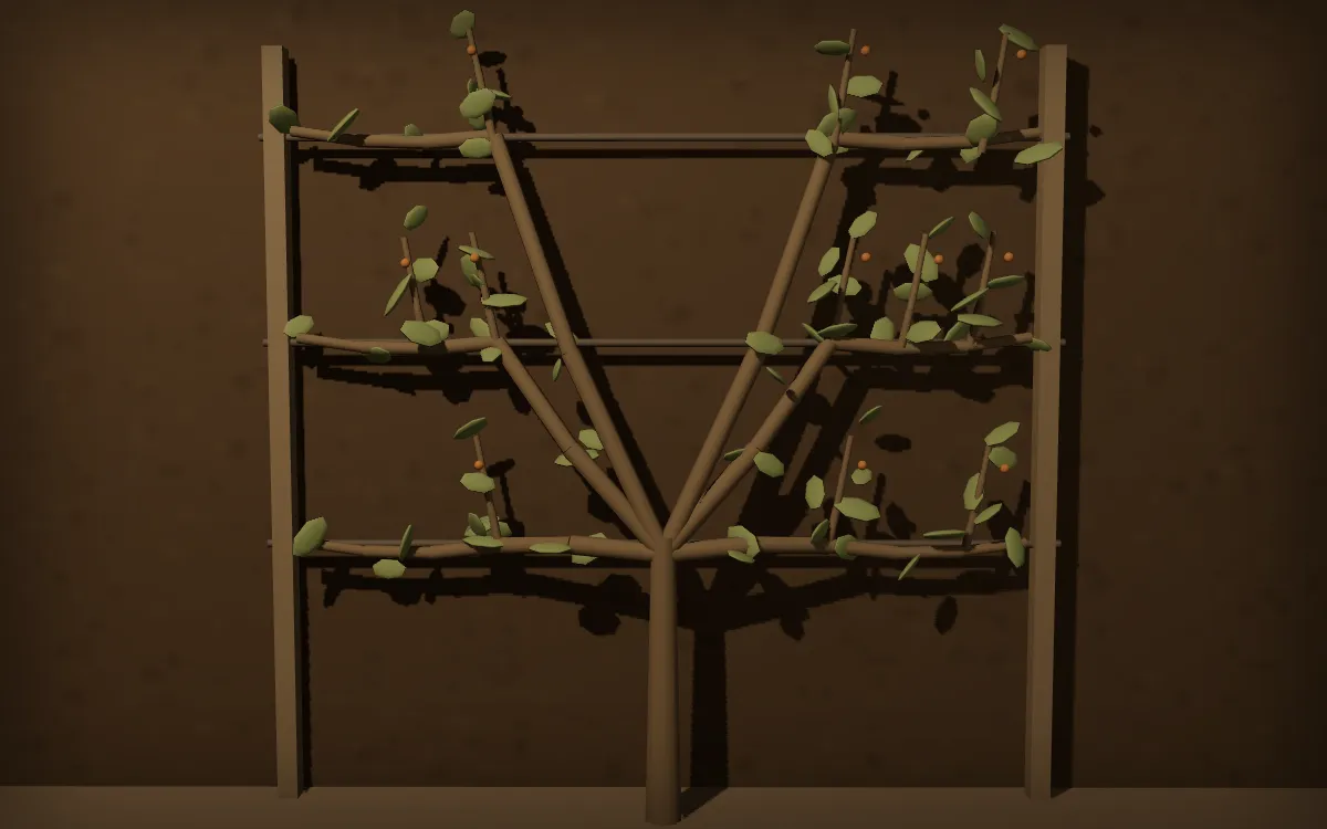 Un arbre fruitier conduit en espalier contre un mur : d'abord libre, puis taillé et couché sur les trois fils d'un treillage dont il a pris la forme.